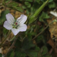 Geranium nepalense Sweet